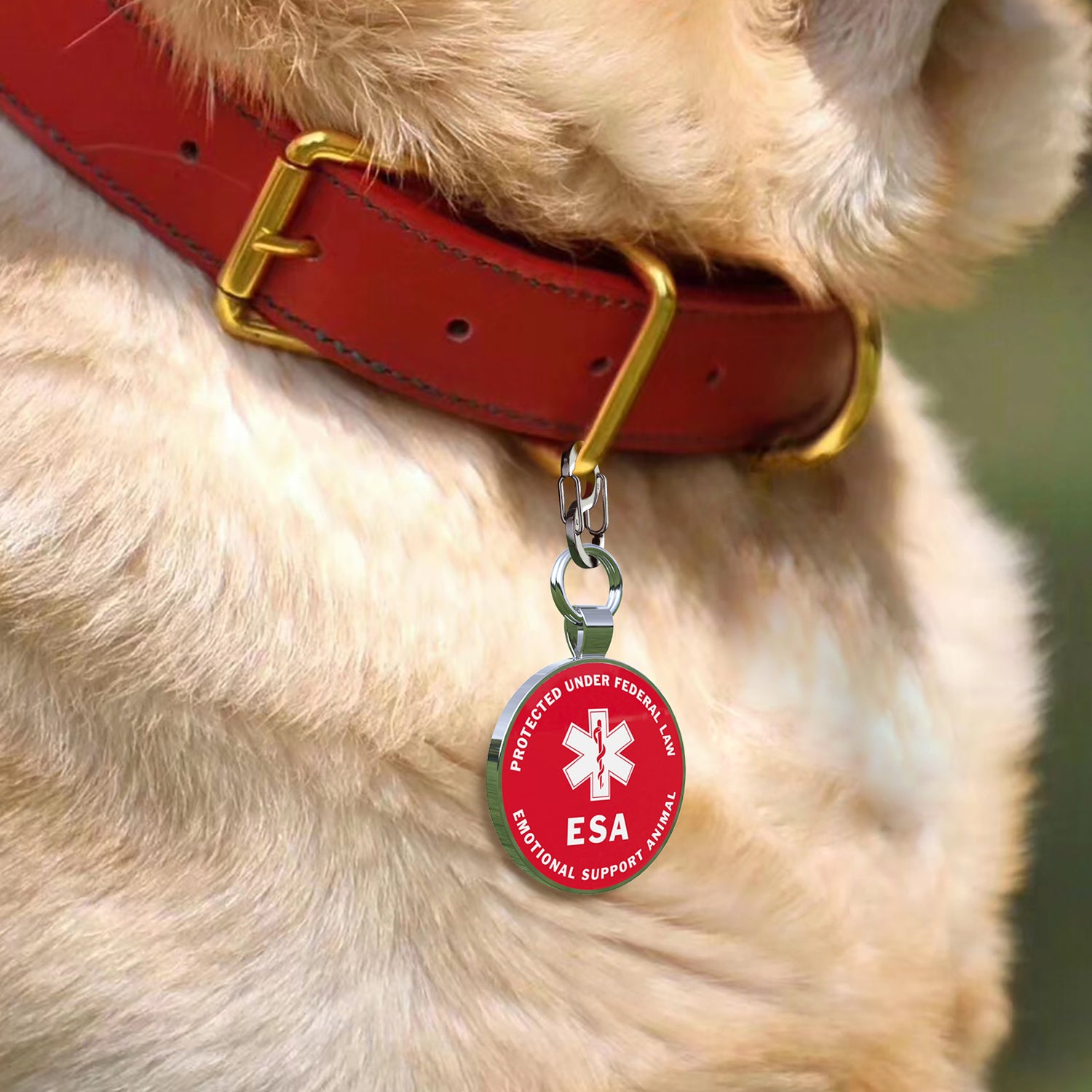 Alloy ID QR code pet tag-ESA