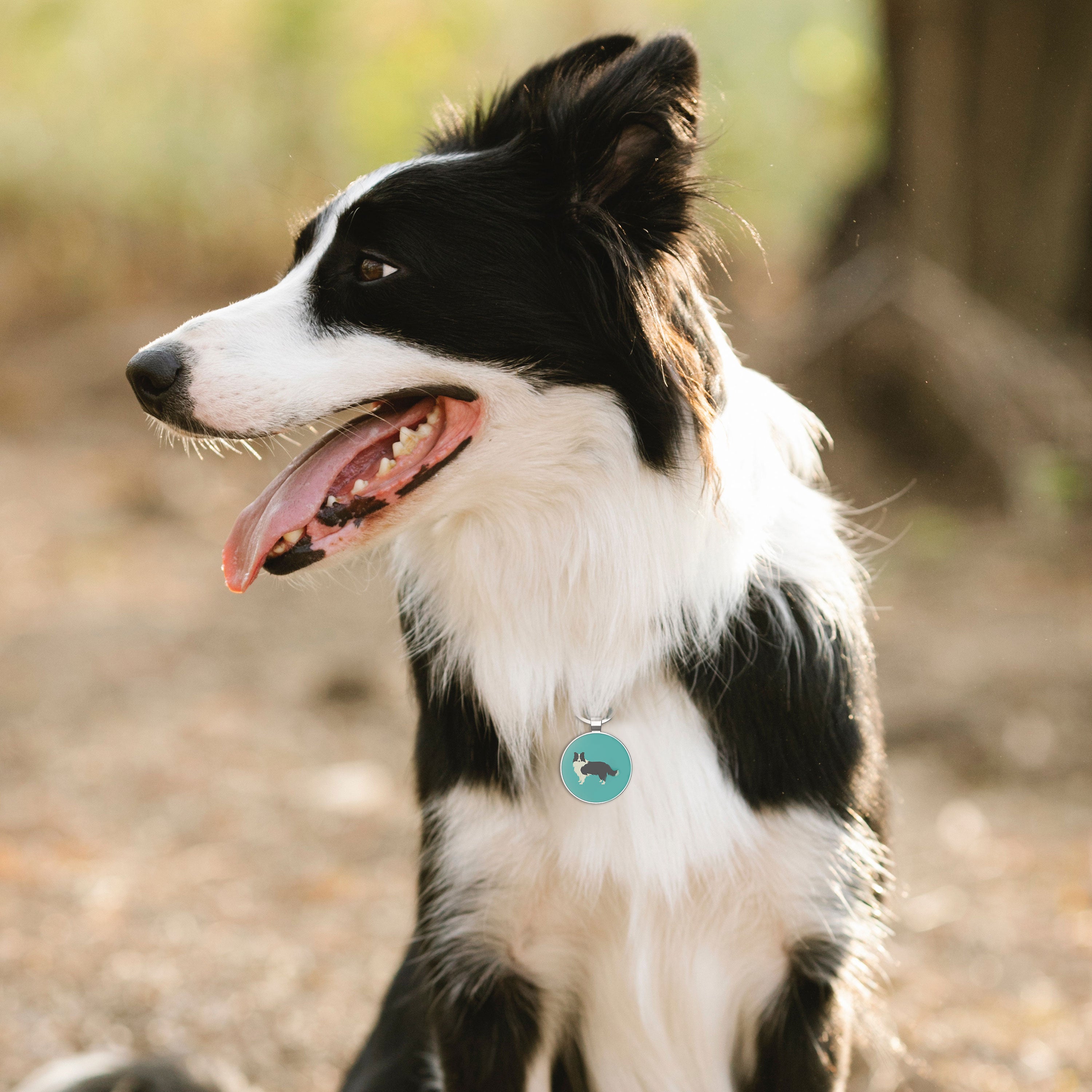 QR code pet tag Dog breeds tags-Border Collie