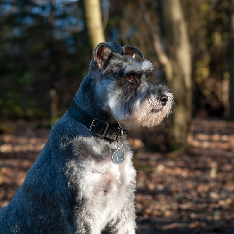 Schnauzer dog outlet tag