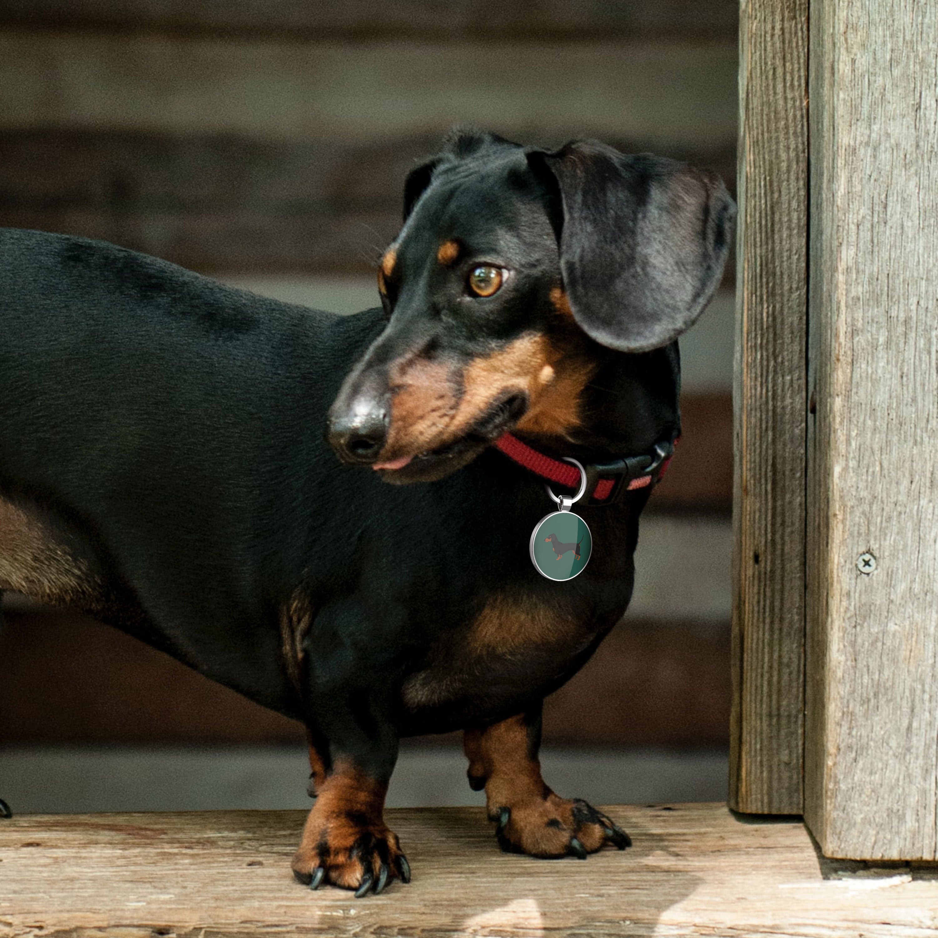 QR code pet tag Dog breeds tags-Dachshund