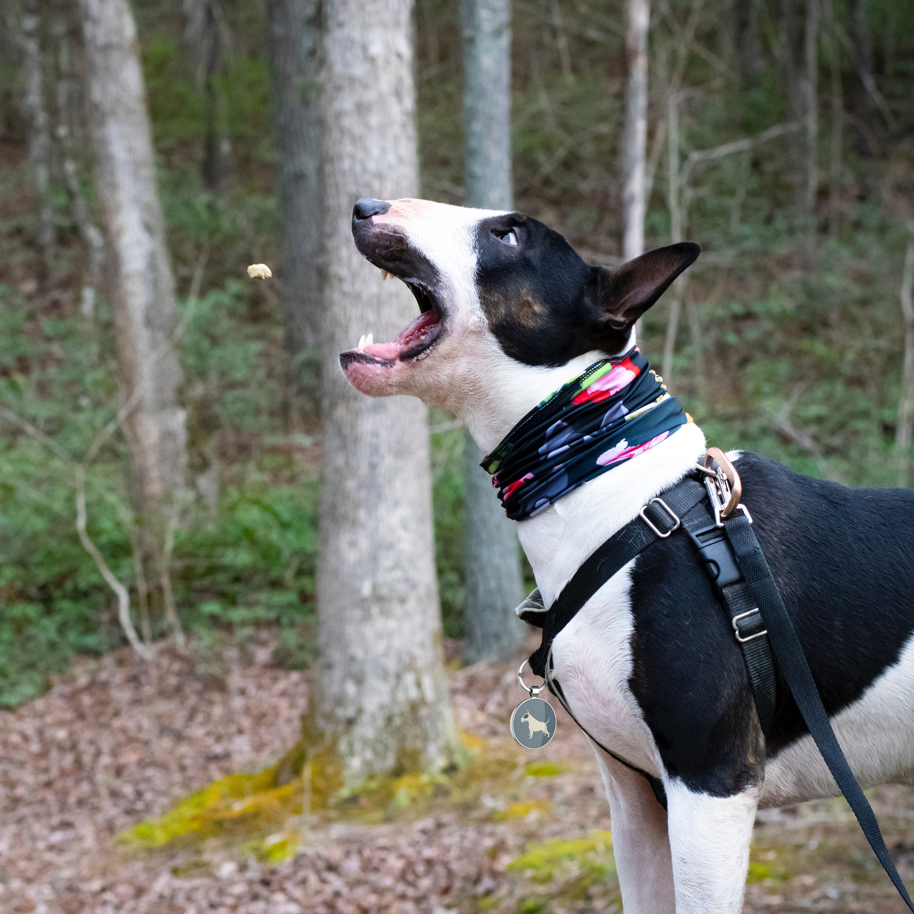 QR code pet tag Dog breeds tags-Bull Terrier Black and White